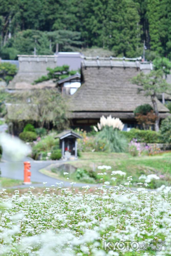 里山、風と白花