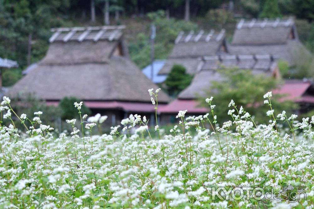 白花揺れるかやぶきの里