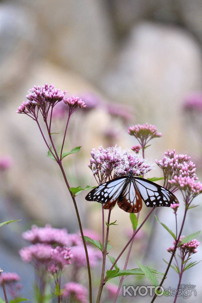 渡り蝶、秋の飛来