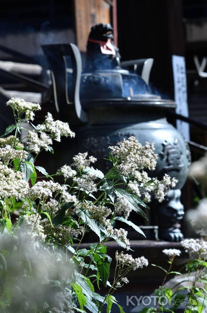 札所、藤の七草