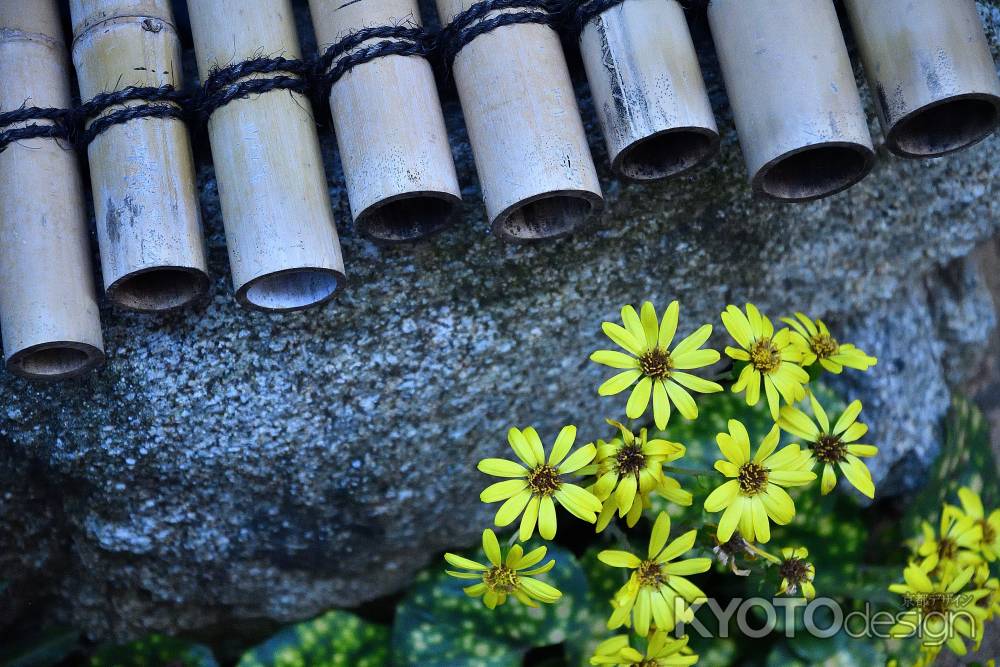 石蕗、簪のごとく