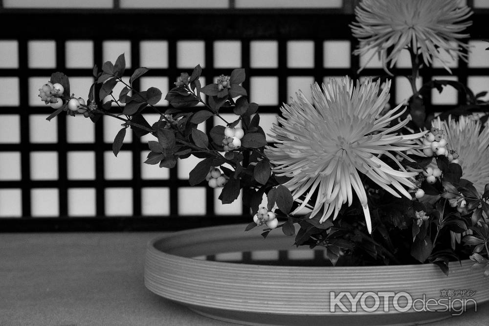 清楚、嵯峨の菊