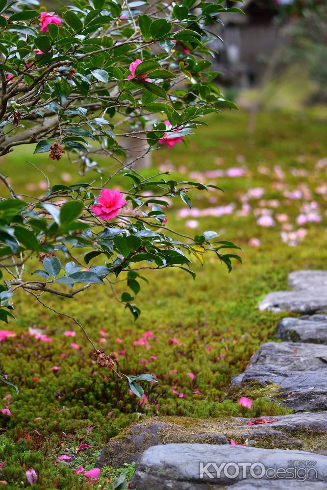 尼門跡、冬の彩