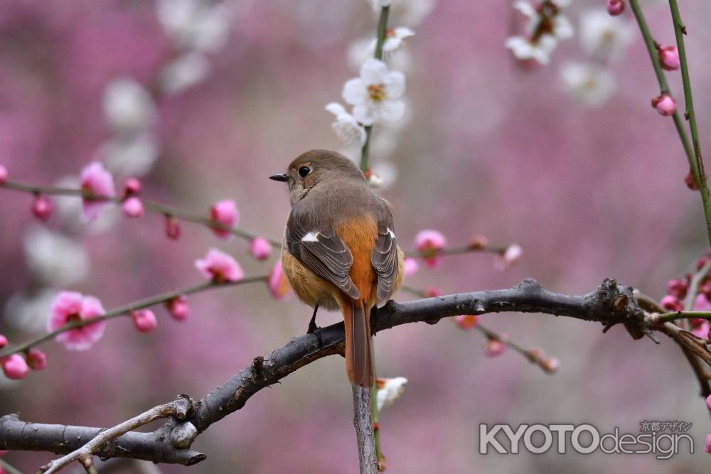 梅林の見返り美人