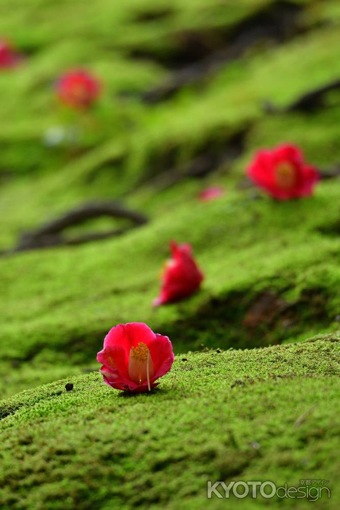 衣更月、花飾り