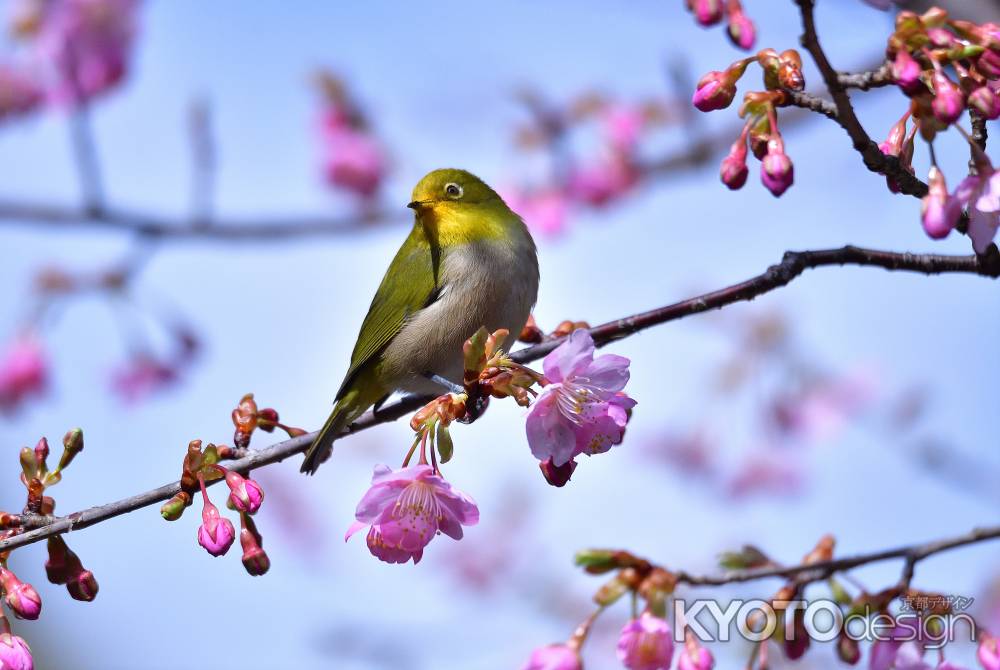 御寺、春の愉しみ