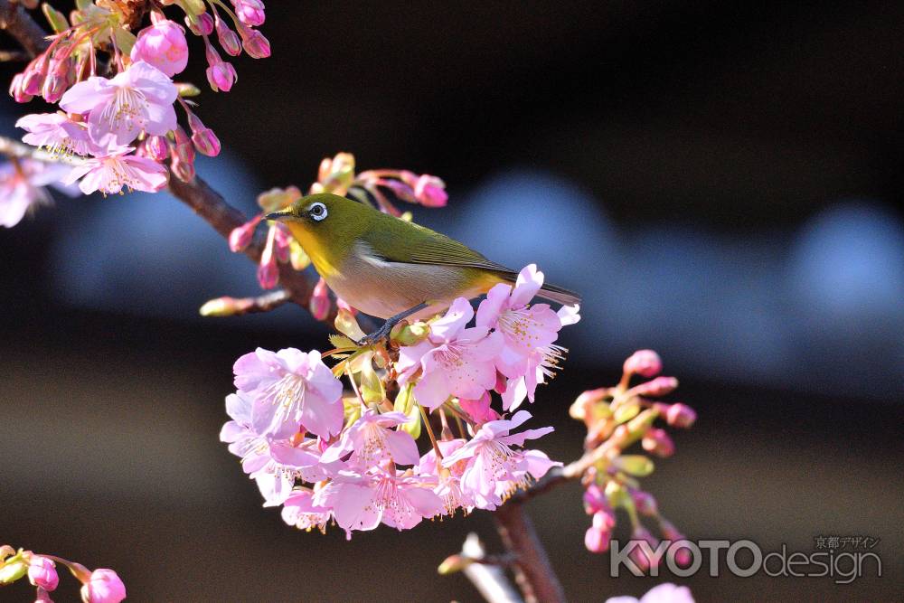 春風とさえずり
