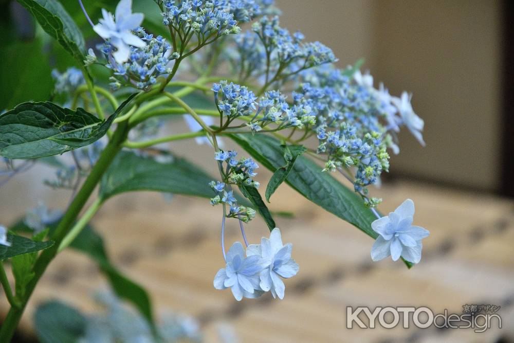 寺之内、紫花の候