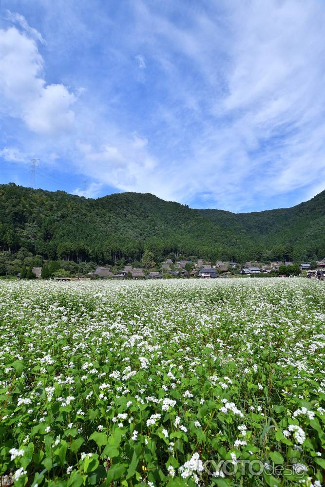里山、白花の風