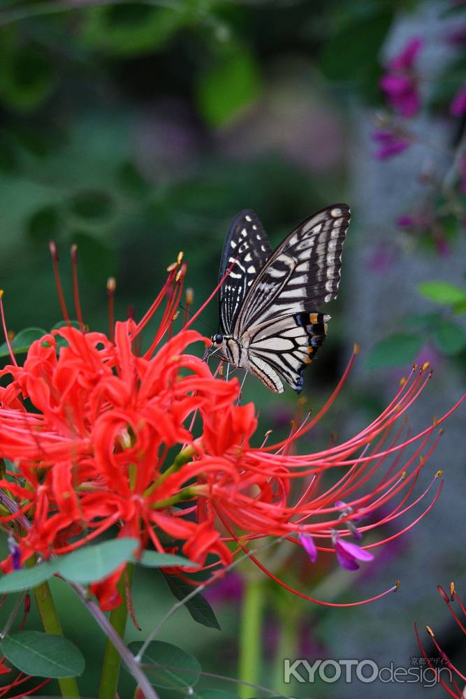かましきさん、秋の朱印