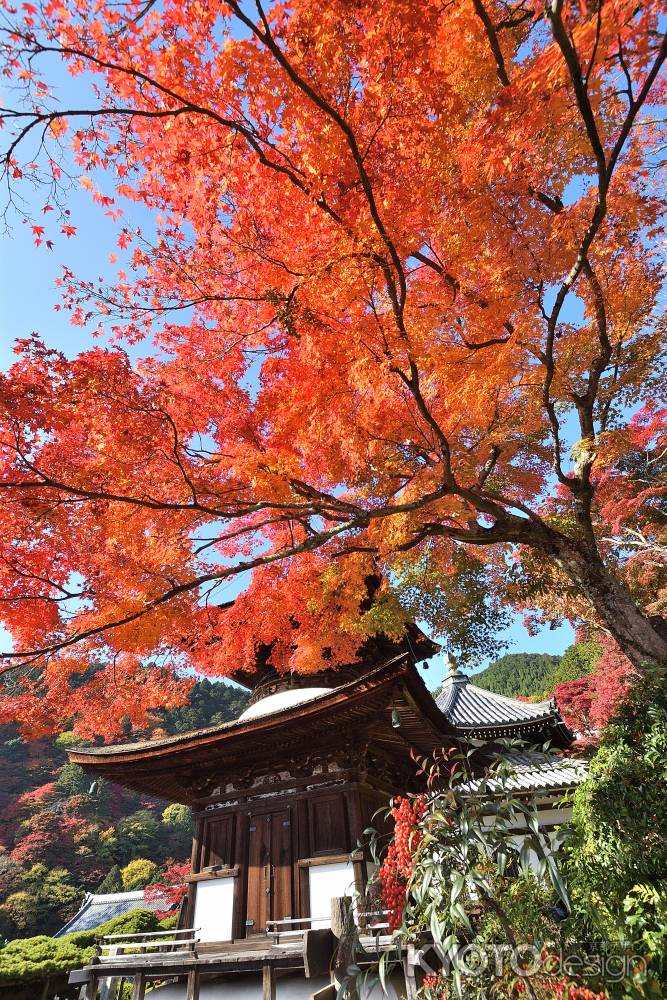 西山の秋彩、天高く