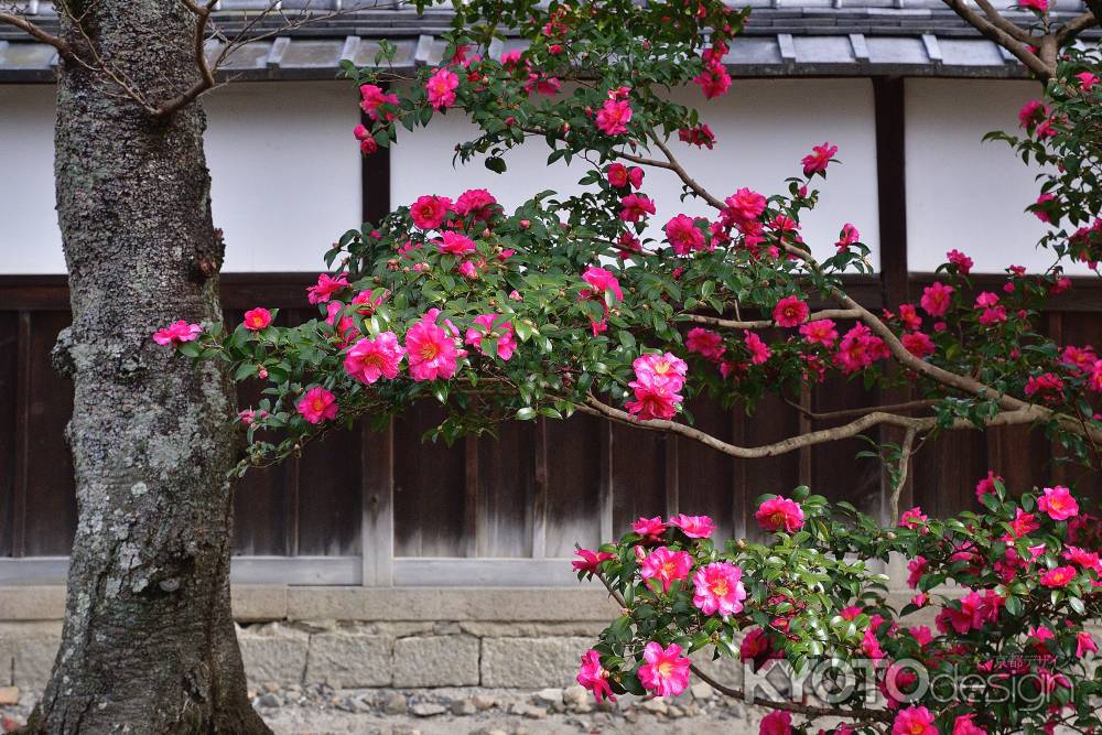 冬を迎える朱花