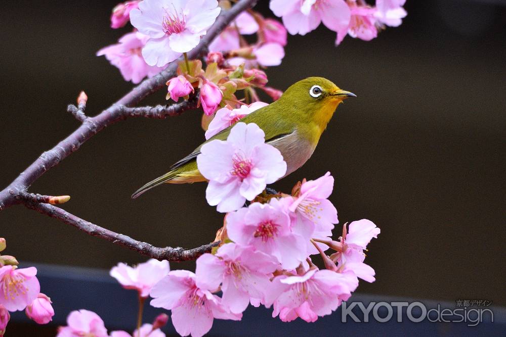早春、春のさえずり