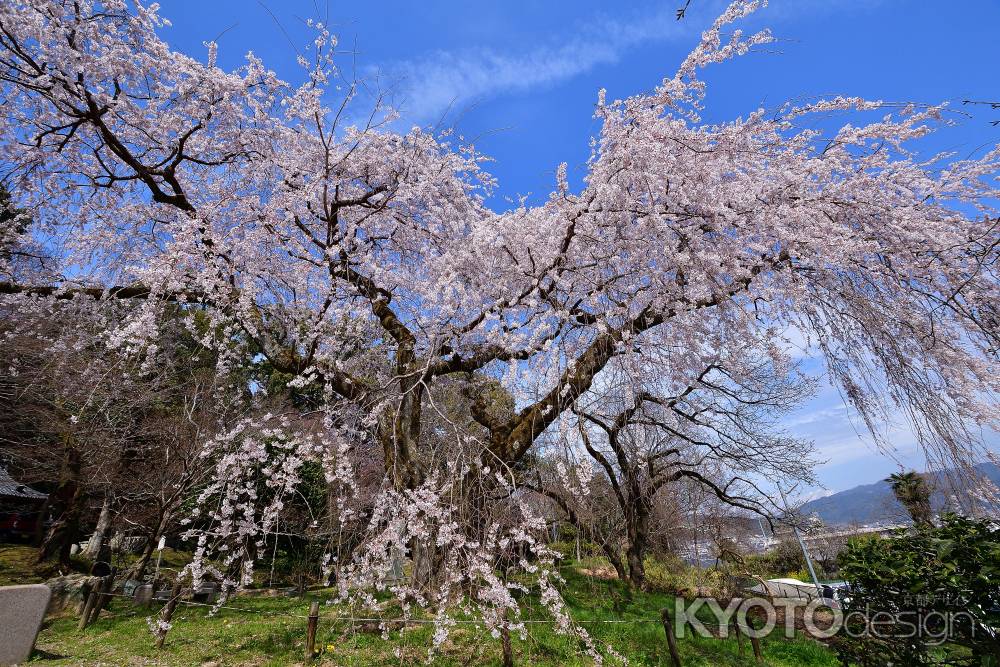 山科、静かな春