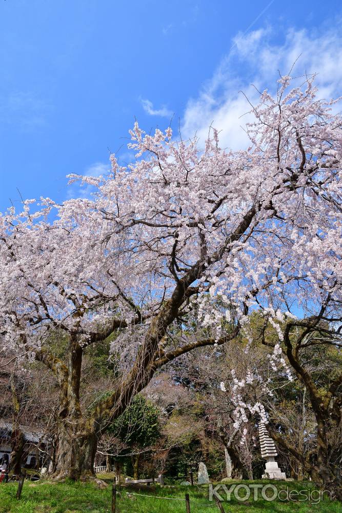 陽春、青空高く