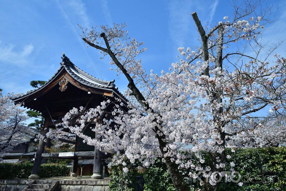西陣の桜花