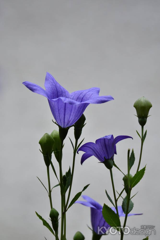 花言葉、「誠実」