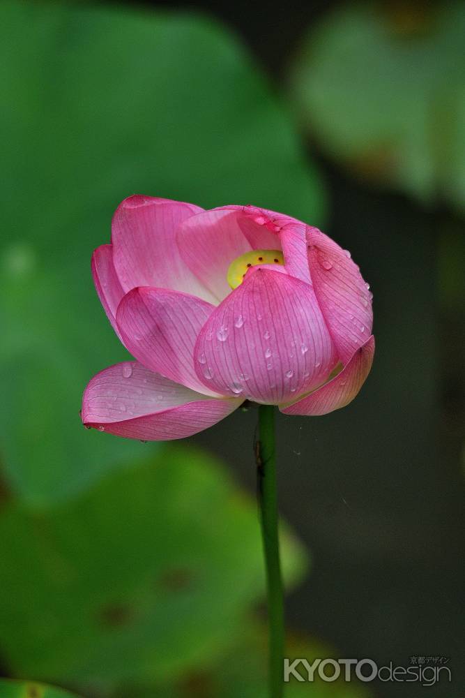 一乗寺、華の和み
