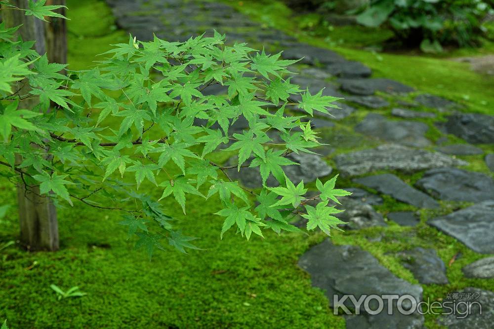 洛北、名刹の青椛