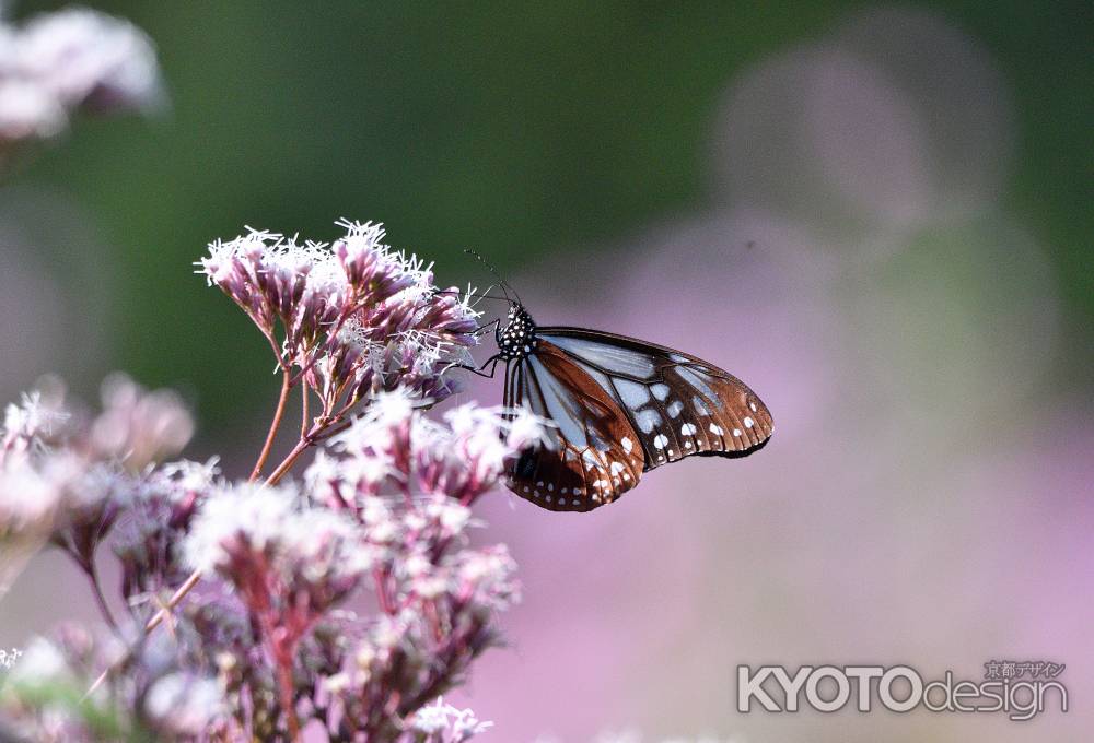 七草香る柚子の里