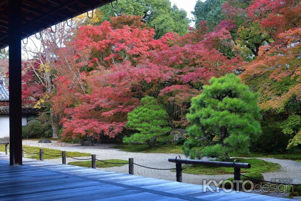 名園の彩もみじ