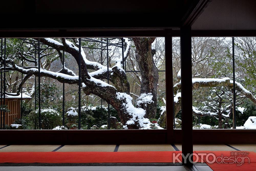五葉松、雪化粧