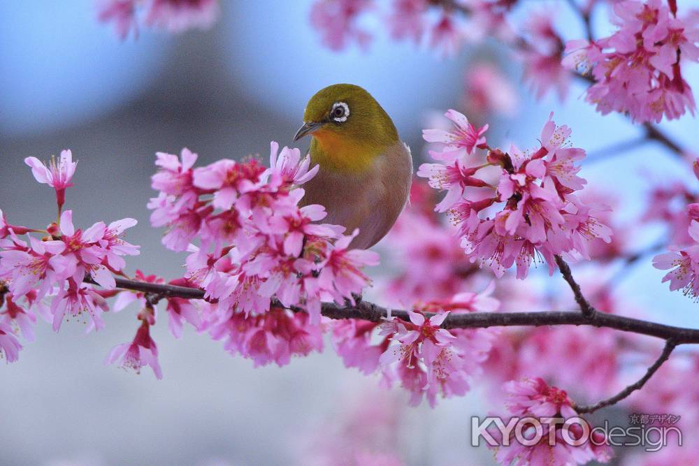 小鳥たちの桜祈願