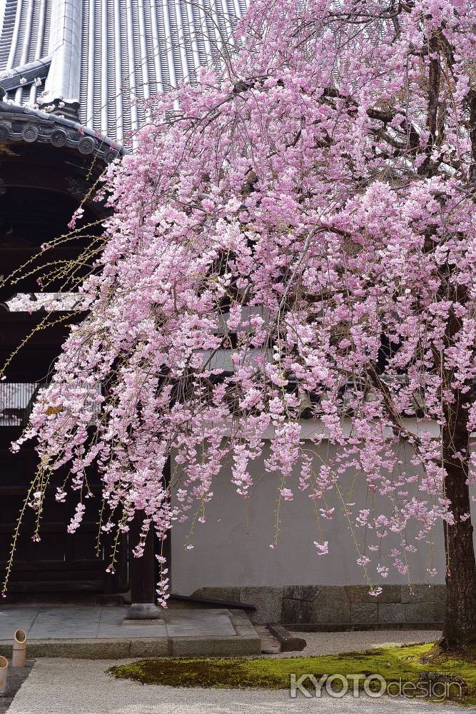 西陣の桜帯