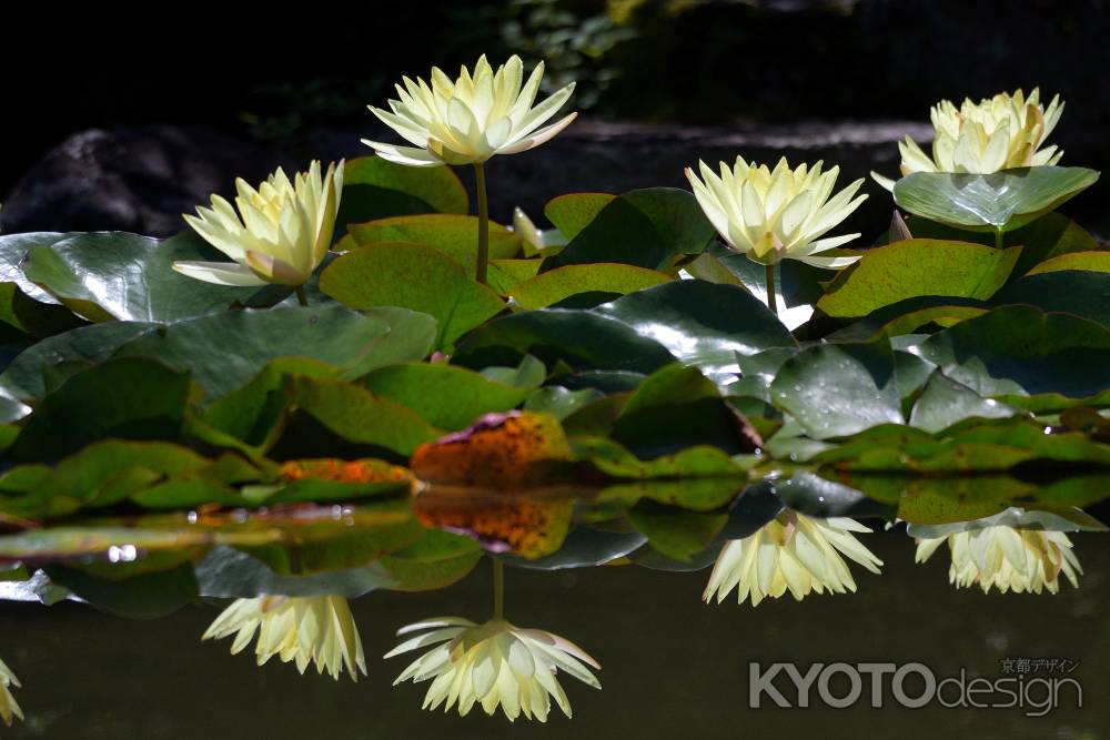 水の精たちの競演
