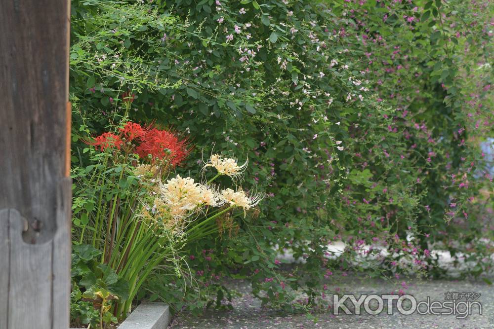 かましきさんの花盛り