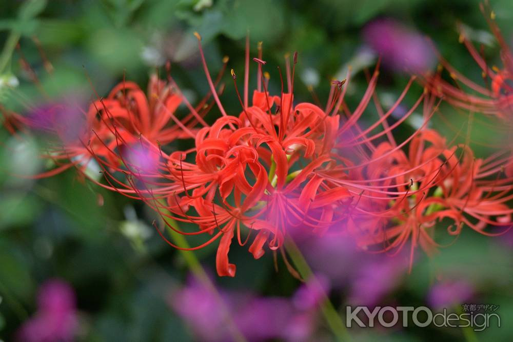 中秋の曼殊沙華