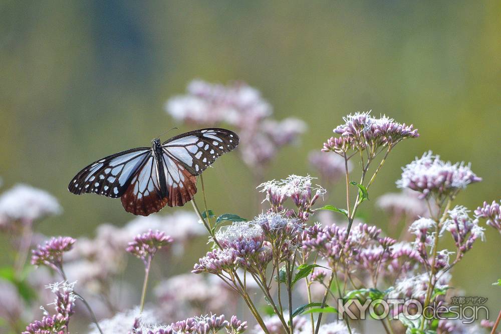 七草揺れる柚子の里