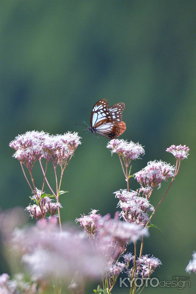 山里、藤色の芳香