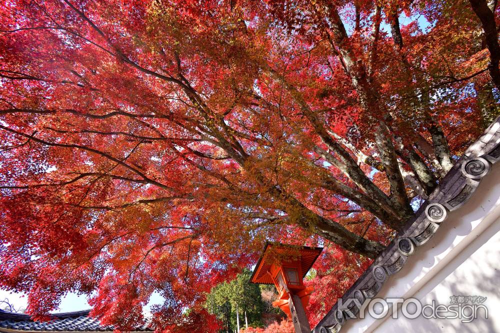 秋深まる大原野