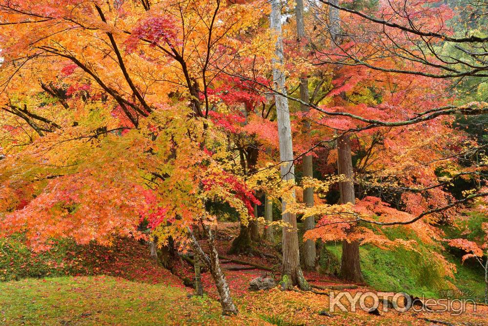 丹波の楓図屏風