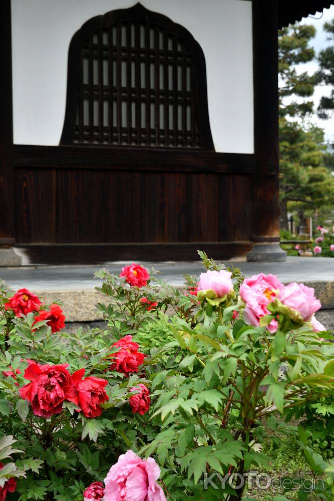 祇園、牡丹の便り