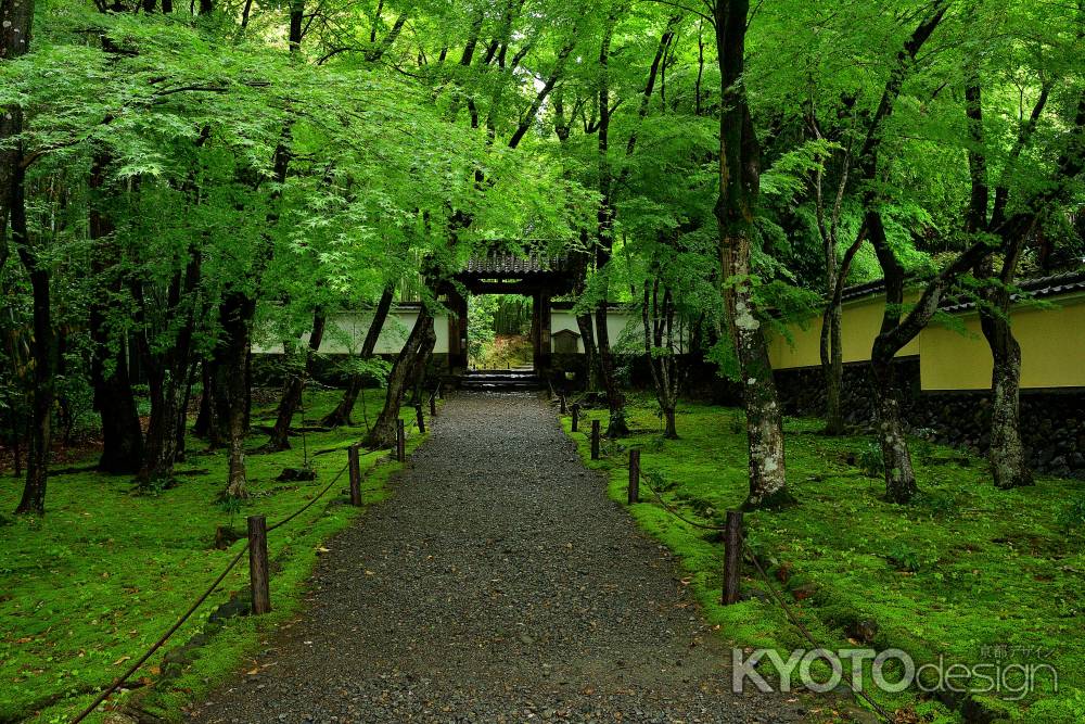 苔と青葉の参拝