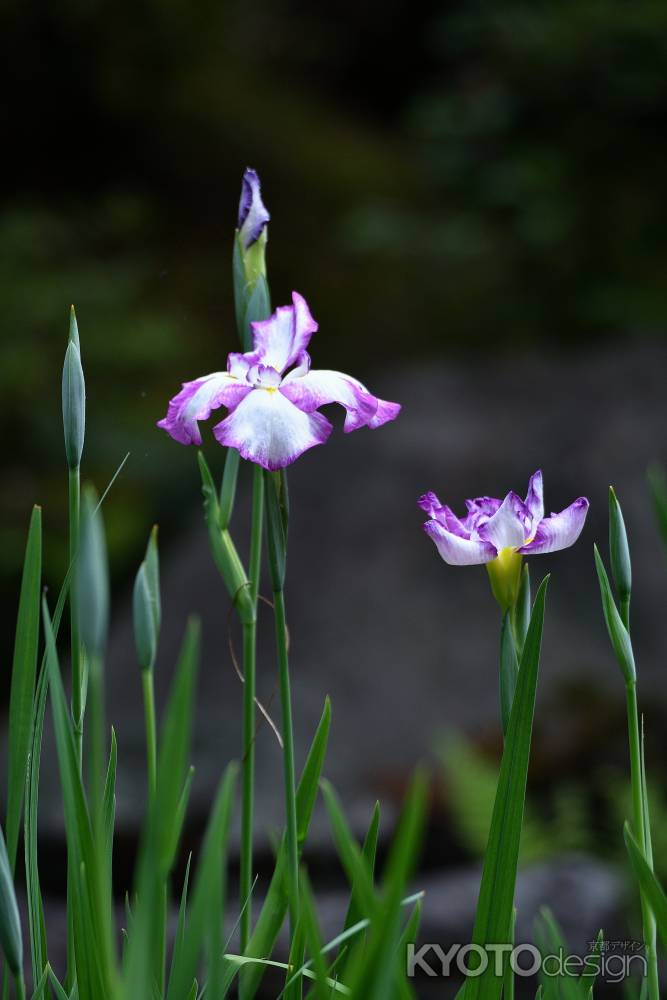 しなやか花菖蒲