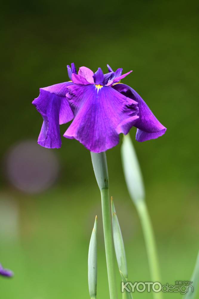 花菖蒲の佇まい