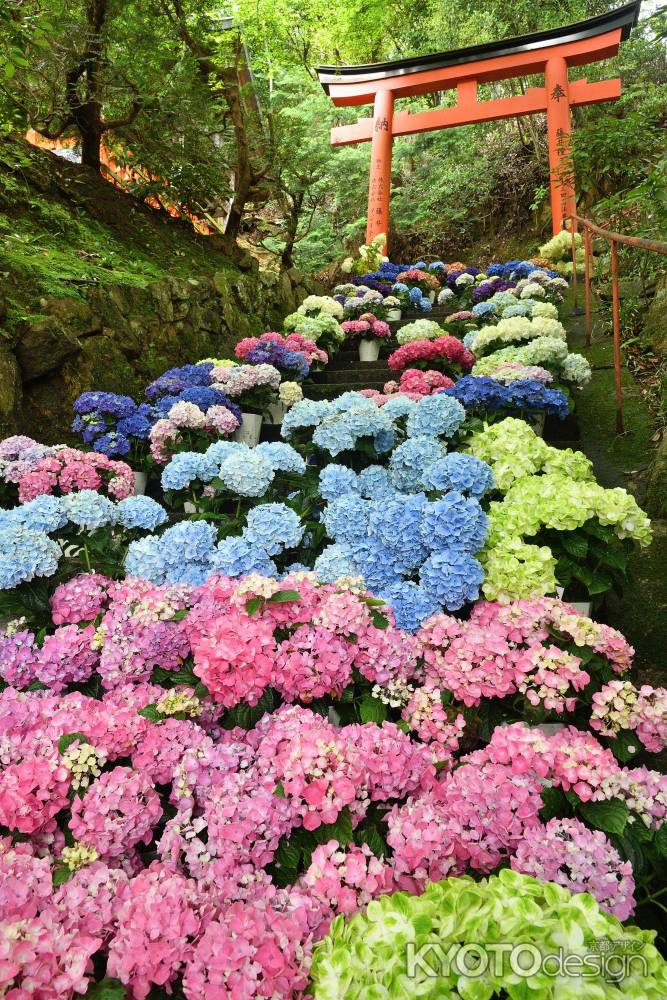 梅雨空の花祈願