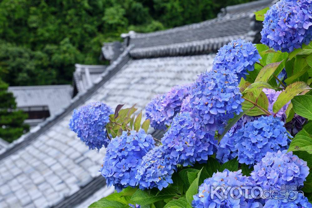 西山、伽藍の手毬花