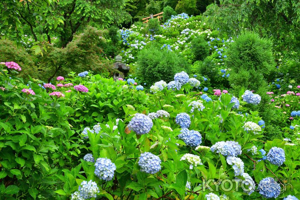 西山、梅雨空の花めぐり