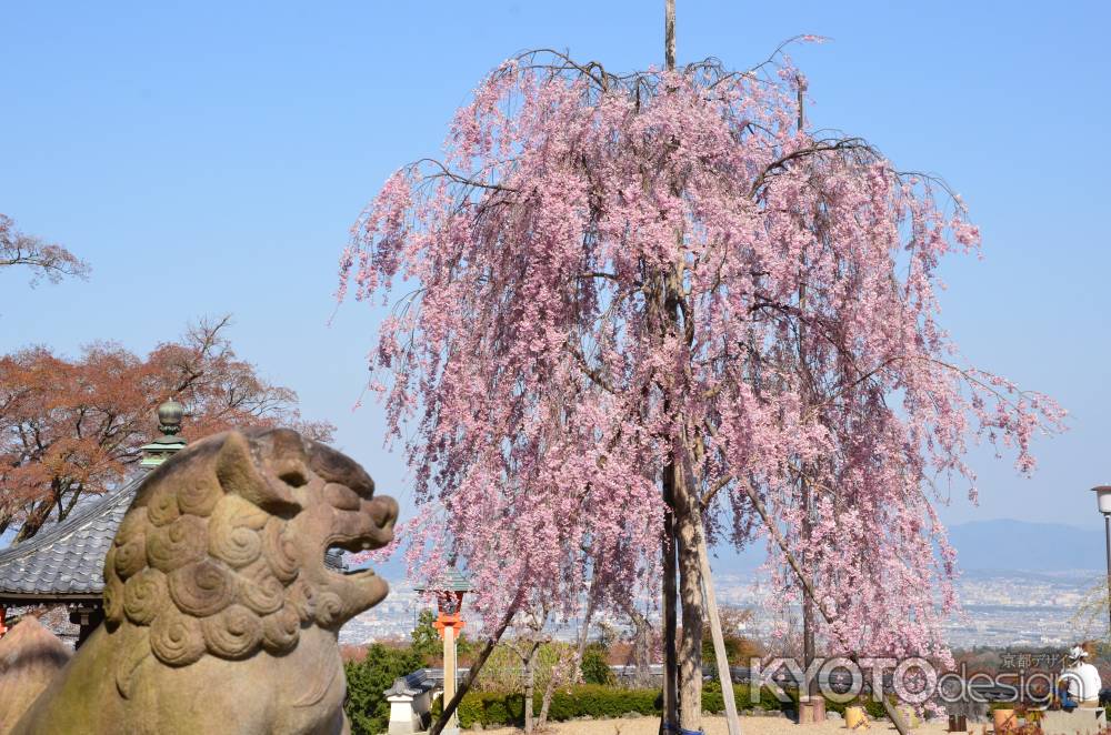 犬愛でた枝垂れ桜