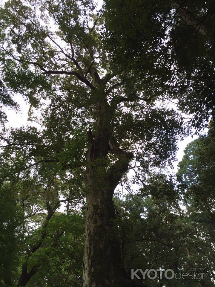 石上神宮2 2016.05.15