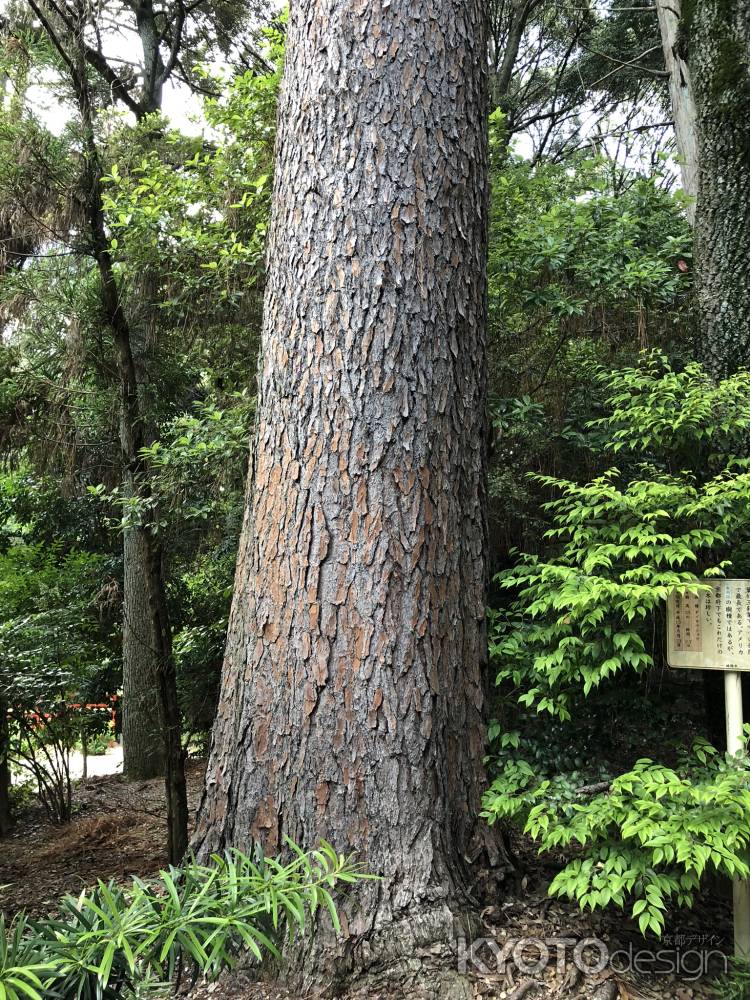 水度神社20180604-q