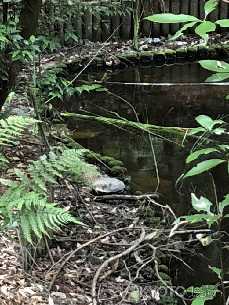 石上神宮20180603-k