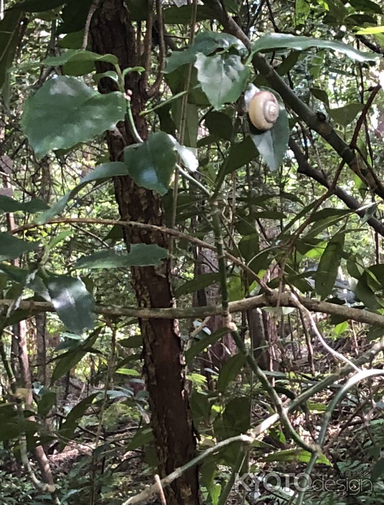 20180701石上神宮-a