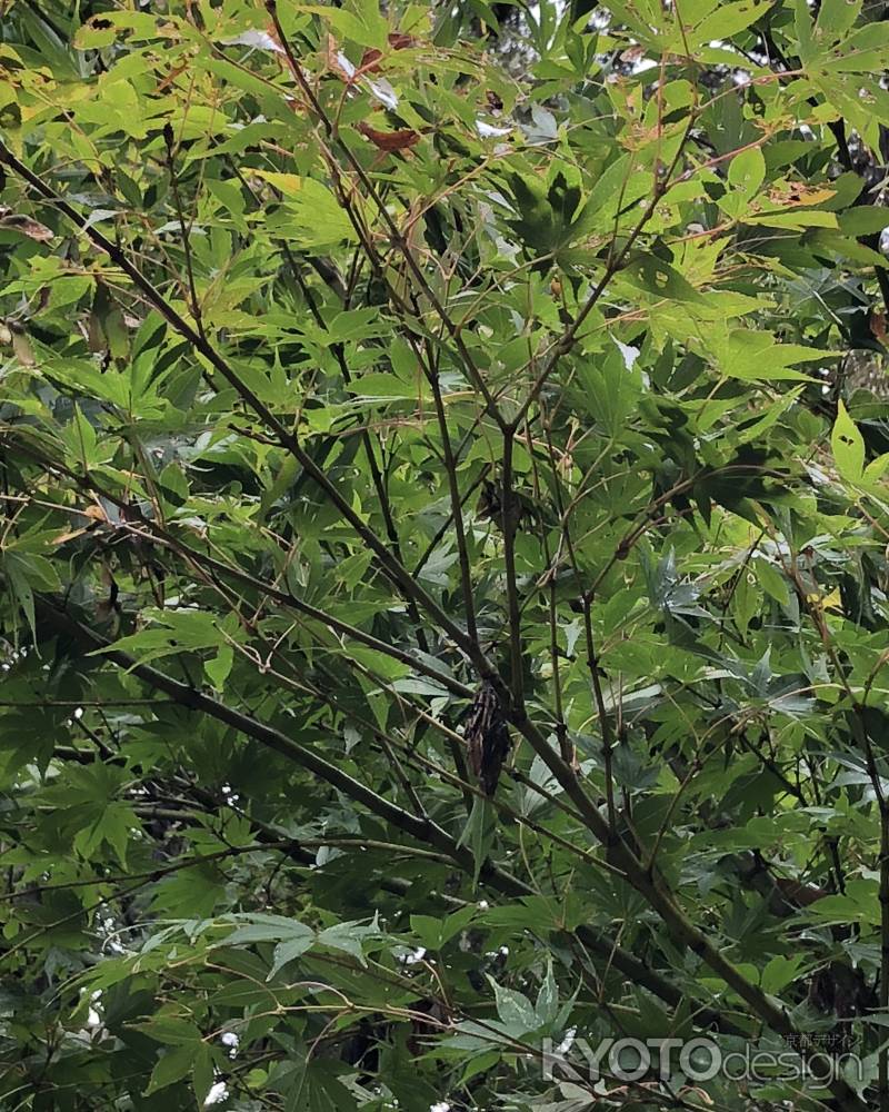 2018.09.09水度神社-b