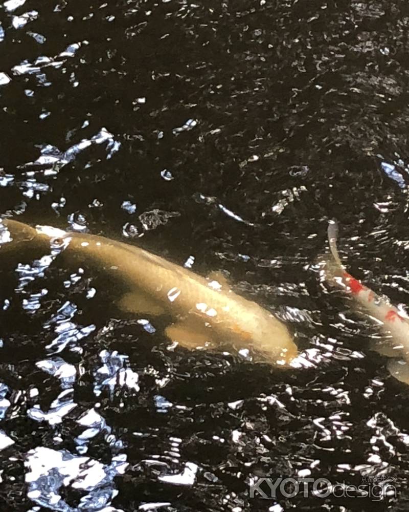 石上神宮20181002-a