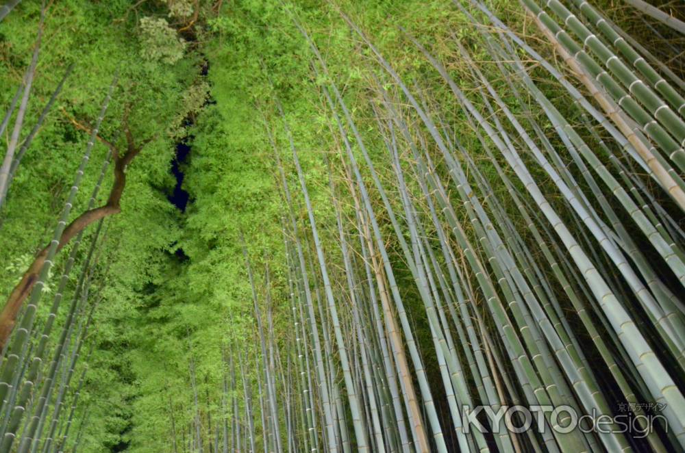 嵐山花灯路2016 ライトアップ　竹林 (20161218g)